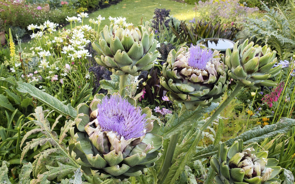 To Eat or to Admire Growing Artichokes for Food and Flowers Gardenista