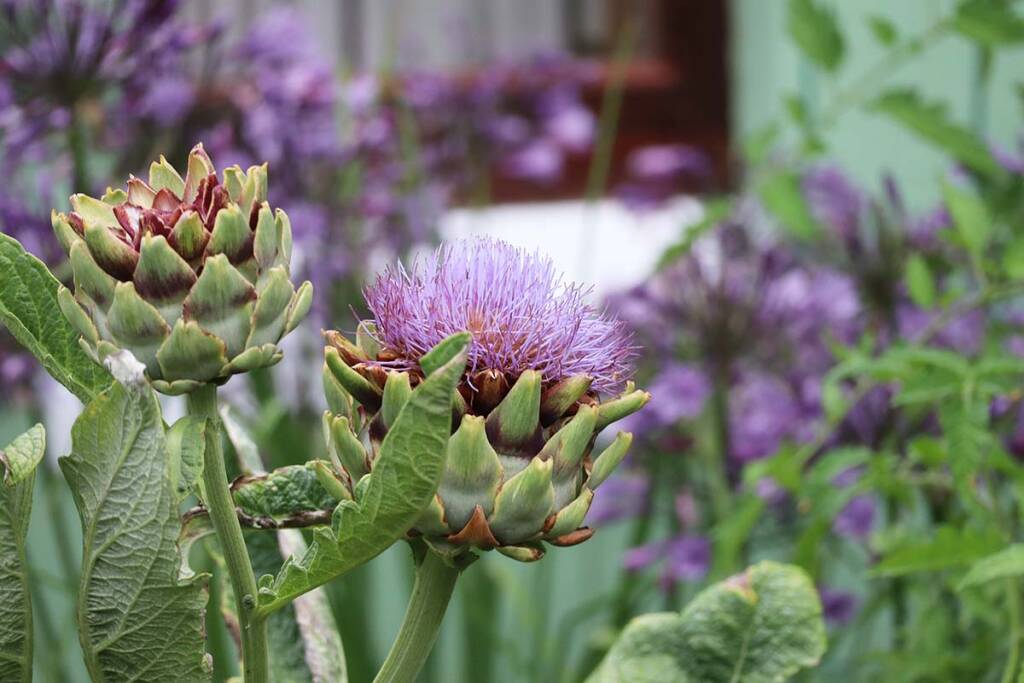 To Eat or to Admire Growing Artichokes for Food and Flowers Gardenista