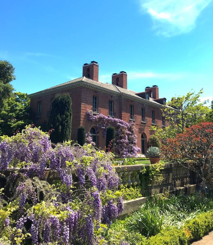 There are 40 wisteria specimens at Filoli, some dating back to \19\17.