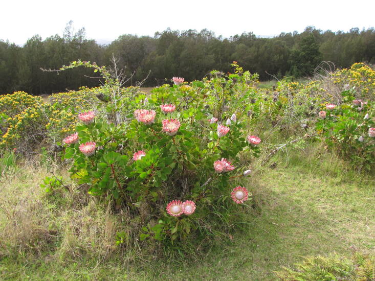 A roadside King Protea shrub in Maui, Hawaii. Photograph by Forest and Kim Starr via Flickr.