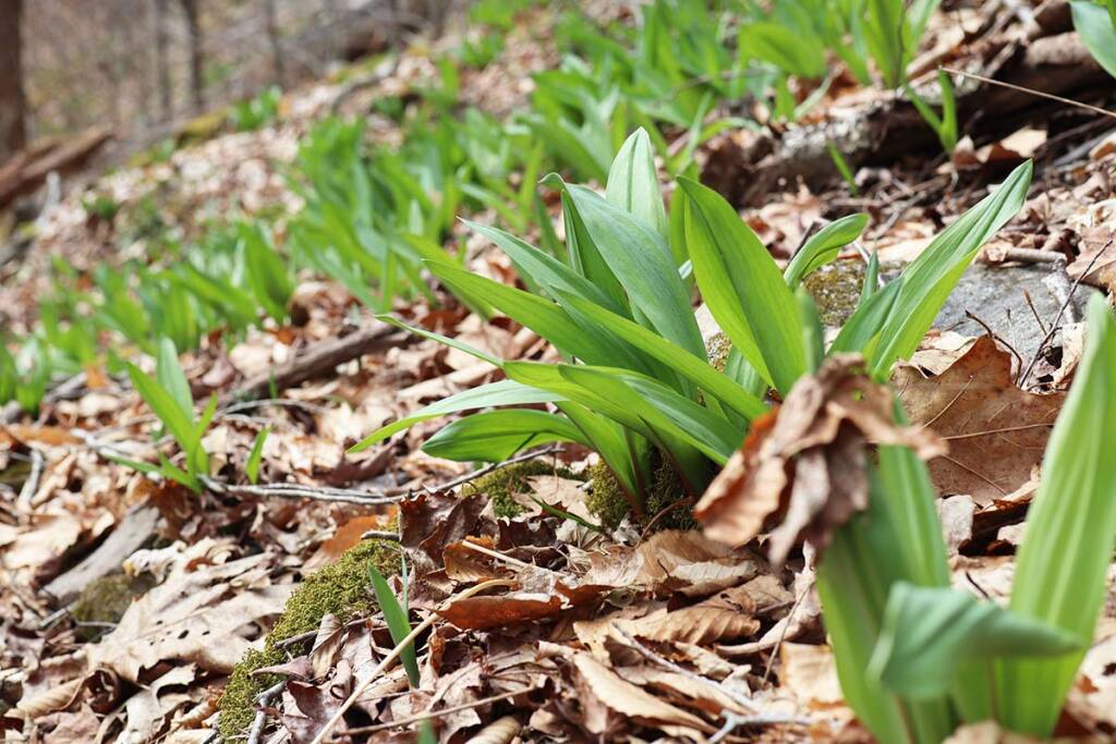 Where the Wild Ramps Grow Lessons in Sustainable and Sensible Foraging