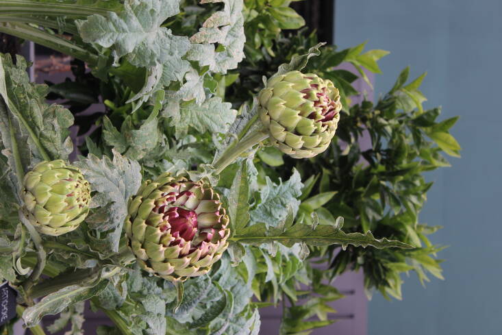   Artichokes are both ornamental and edible. Plus, they thrive in the cool, moist climate of coastal California.