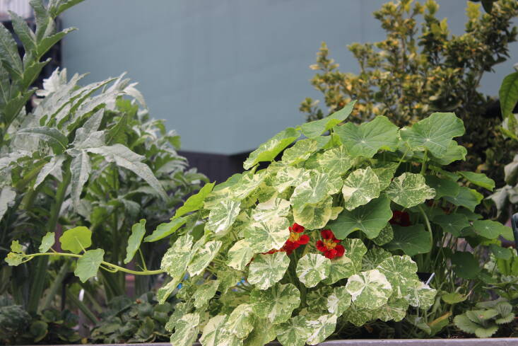 Alaska Variegated Nasturiums mound and mingle in the raised bed next to strawberries and bold artichokes.