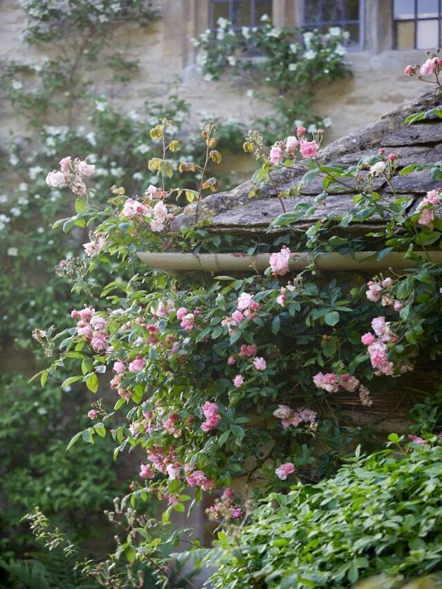 Roses for Pollinators The Best Roses for Bees and Other Pollinators