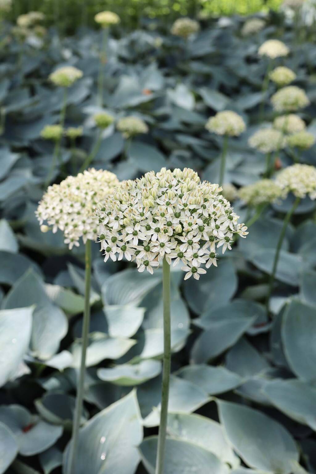 The Garden Decoder What Is Green Mulch? Gardenista