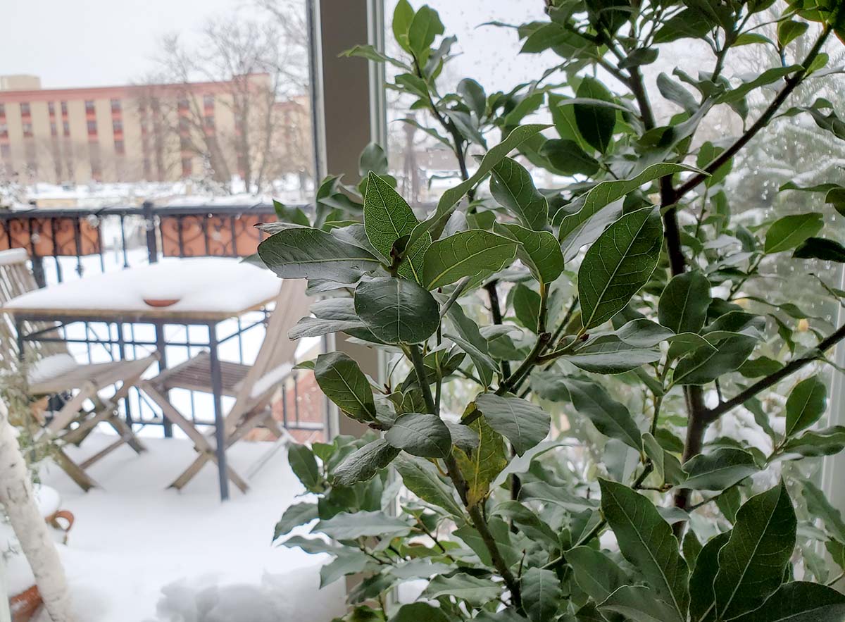 The Indoor Bay Tree Perfect Houseplant? Gardenista