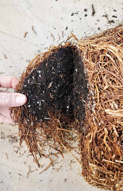 The Indoor Bay Tree: Perfect Houseplant? - Gardenista