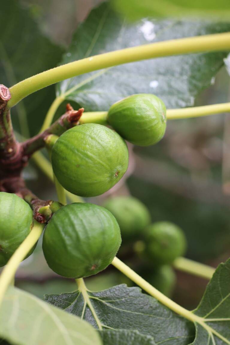 Green Fig Preserve Recipe A Taste of South Africa Gardenista