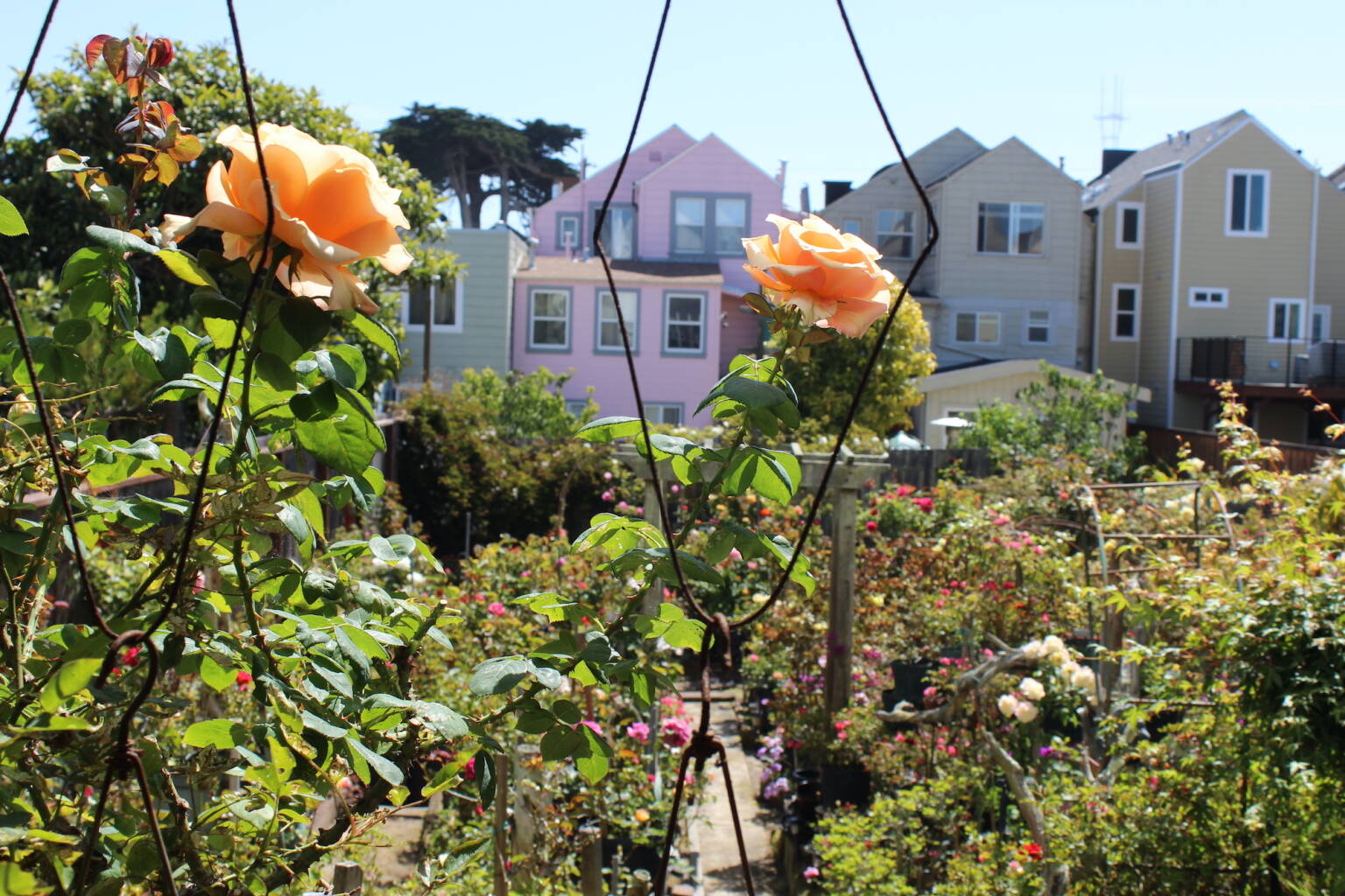 Expert Advice A Rosarian on Whether to Spray, When to Fertilize, and