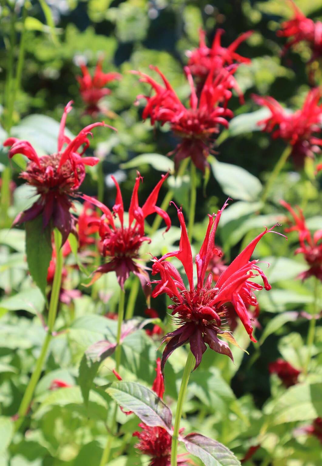 Native Bee Balm PollinatorFriendly and Delicious, Too Gardenista