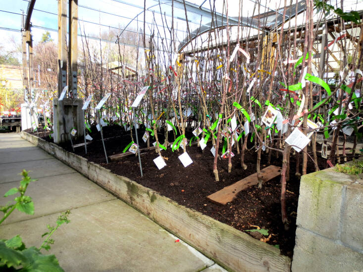 Bare-root trees, ready to be brought home.