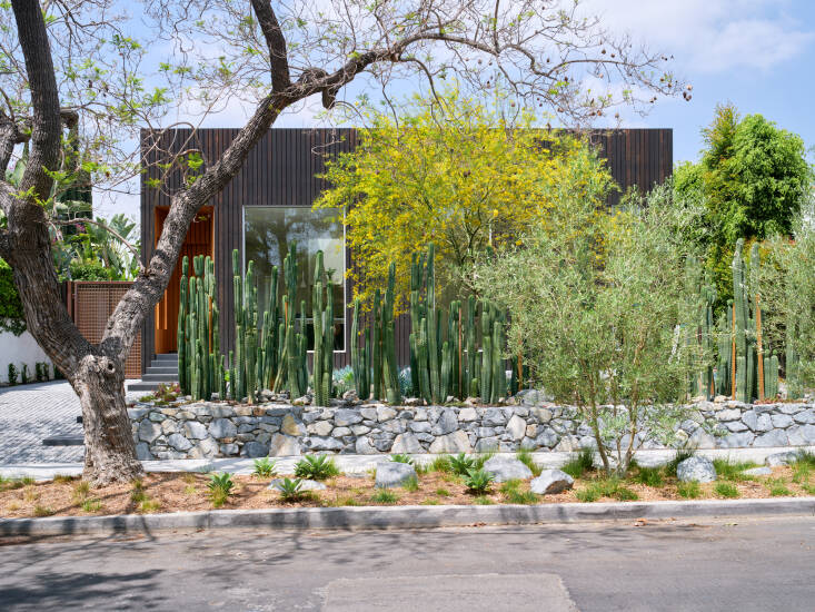 A lineup of tall succulents border the front garden. &#8\2\20;The San Pedros cactus &#8\2\16;fence&#8\2\17; or screening concept in the front was a really interesting solution both for visual impact and privacy,&#8\2\2\1; says David.