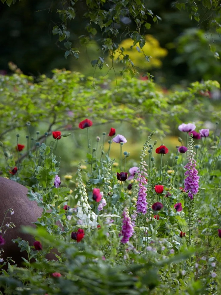 Opium poppy is a great mixer, its glaucous foliage contrasting with the more yellow greens of early summer. The flower colors add depth to other self-seeders such as foxglove, its toxic friend, shown here. Photograph by Britt Willoughby.