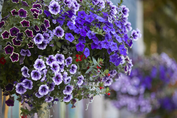 Rethinking Petunias: Style Icons of High Summer (If Only) - Gardenista