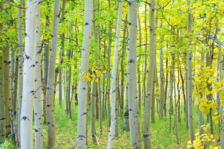 Aspens are critical to the boreal forest and its ecosystem. Photograph by Bo Insogna via Flickr.