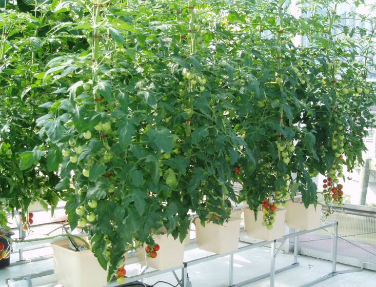 Tomatoes grown using the Dutch Bucket System, a method in which the containers are connected to the same drainage and irrigation lines, allowing for recirculation of water and nutrients.