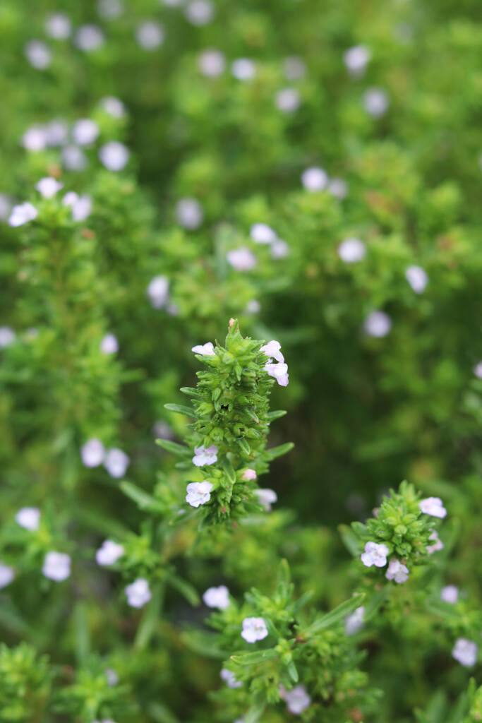 Summer Savory The Herb Popular Everywhere but Here Gardenista