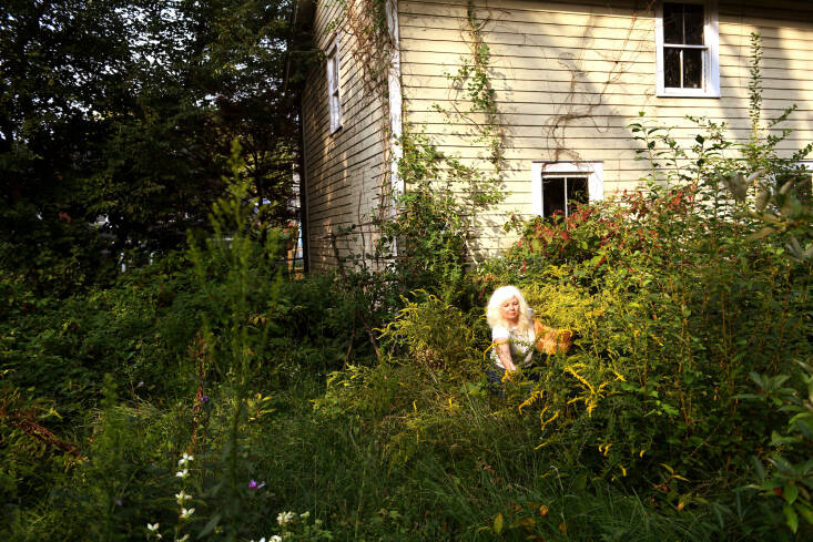 &#8\2\20;This grows wild all over the United States, but having a patch in your garden is great for pollinators, and the late summer flowers give a deep gold dye.&#8\2\2\1; Here, Amanda harvests goldenrod from her friend&#8\2\17;s re-wilded garden.