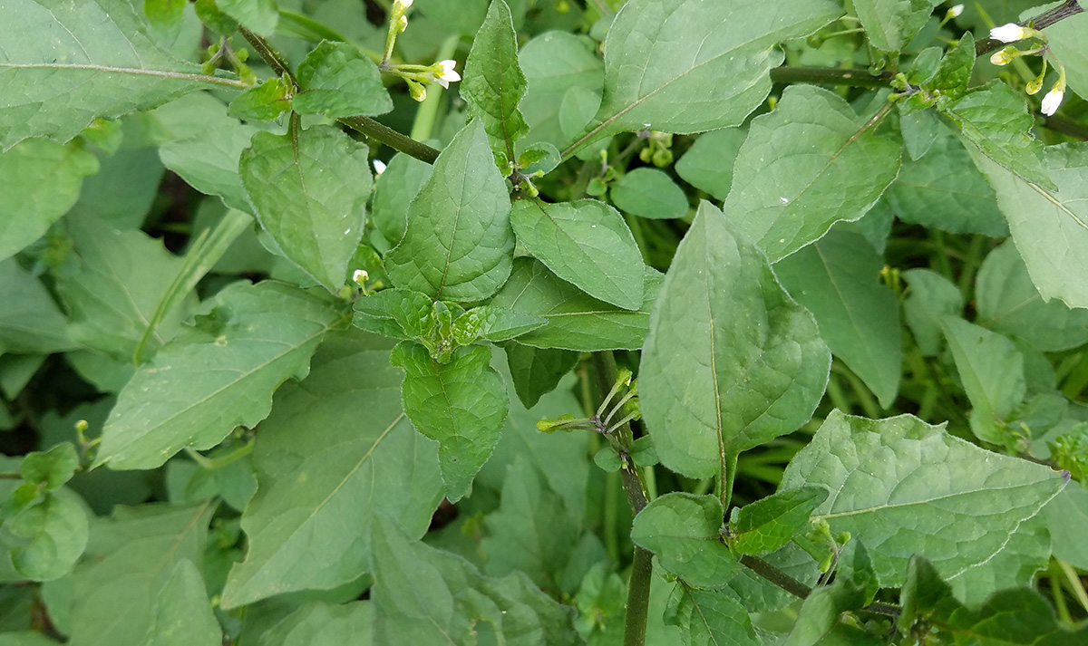 Black nightshade is not poisonous to humans: it has edible leaves and ...