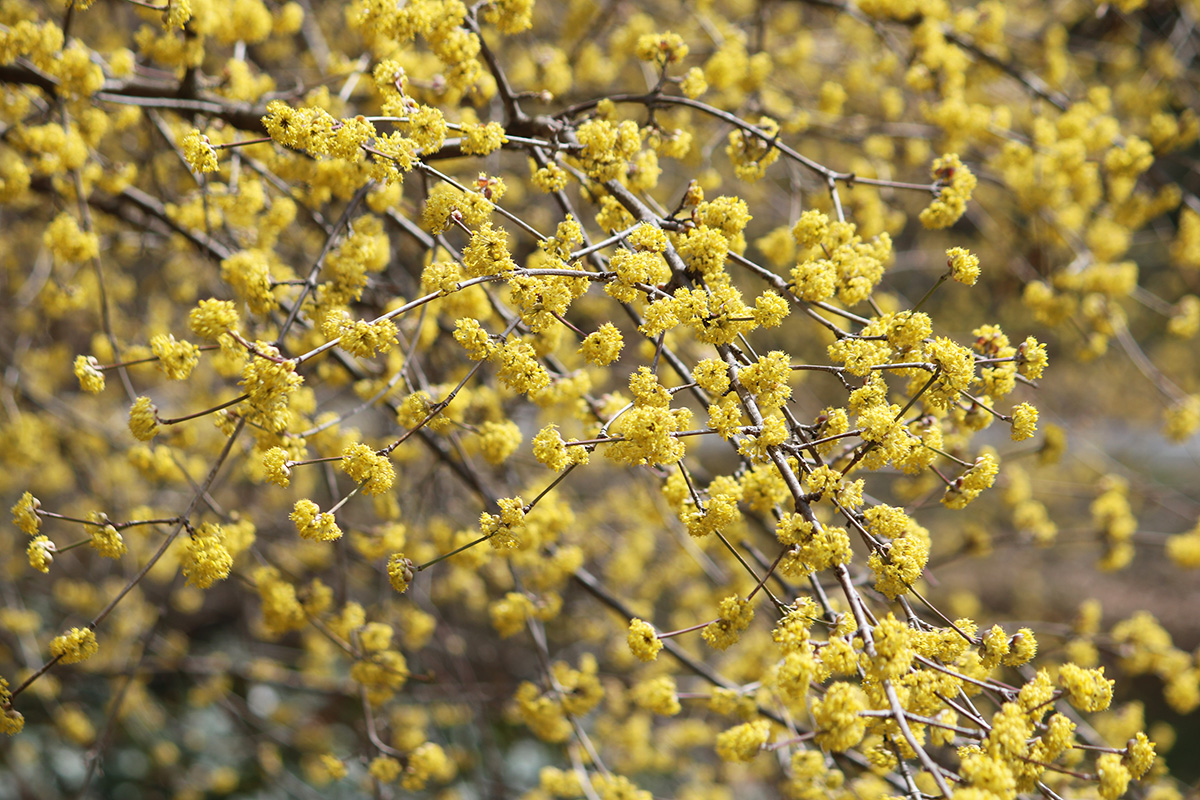 Cornelian Cherry A Cornucopia of Edible Uses Gardenista