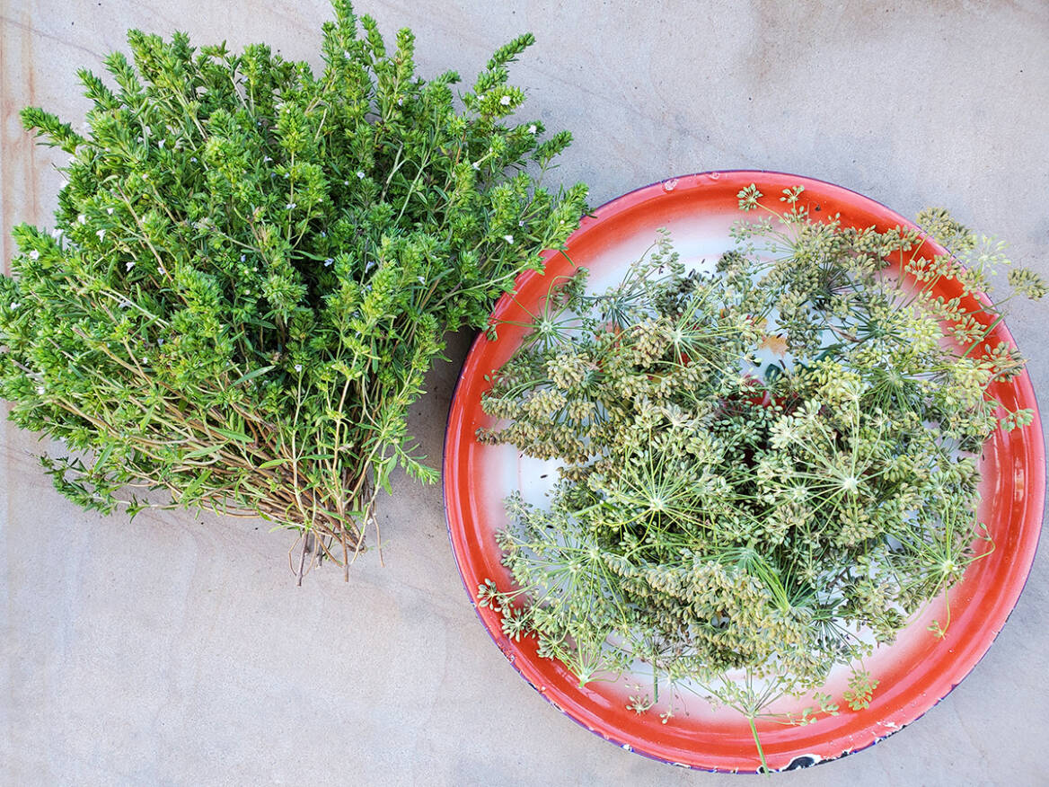 Common Fennel It's All About the Seeds Gardenista