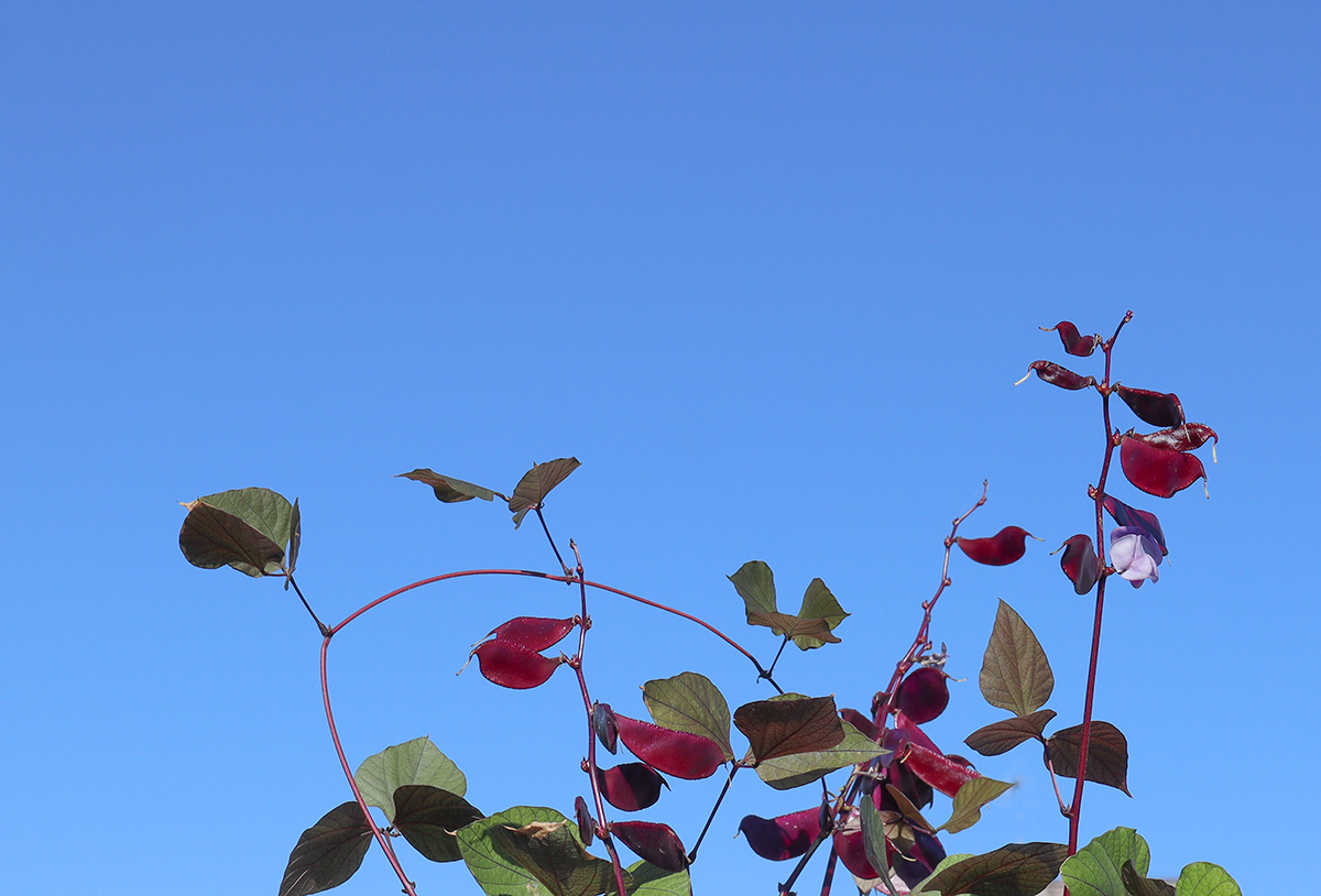 Greatest Hits 2022: Lablab—An Ancient Crop and Stunning Vine - Gardenista