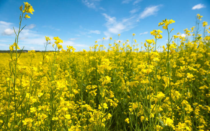 The roots of brassicas like yellow mustard can break up compacted soil. Photograph by Government of Prince Edward Island via Flickr.