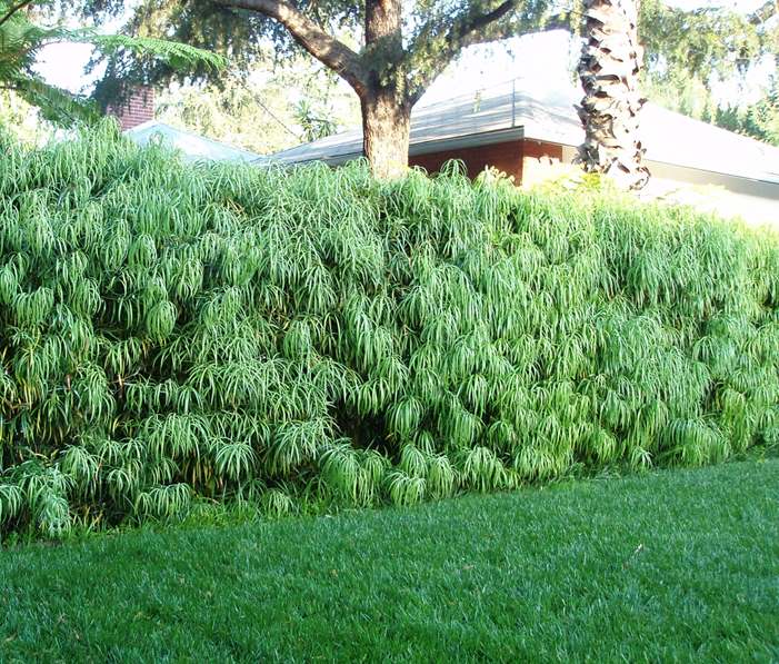 A hedge of Podocarpus henkelii. Photograph via Garden View.