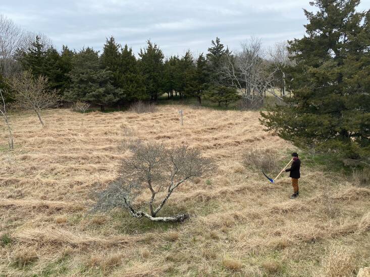 Almost two decades ago, von Gal stopped mowing this section of her land, and this marsh meadow grew in its place. To maintain it, she waits to cut it back until late spring to provide habitat and food for wildlife, like native bees and insects, birds, and animals. She also hand-pulls invasives when they come up. Photograph by Edwina von Gal.