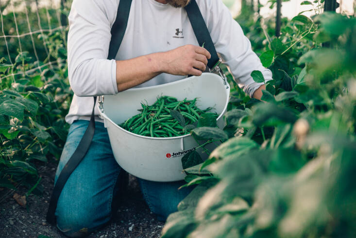 This past spring. farmers harvested fresh green beans, one of the many veggies grown.