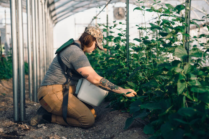 One of seven farmers at the Fourteen Acres Farm starts her day by harvesting fresh produce which makes its way to employees at the Tito&#8\2\17;s distillery.