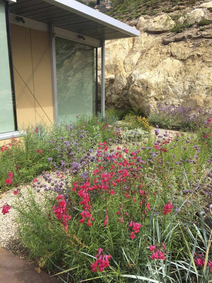 A mixture of magenta Penstemon, purple sages, and strappy grey-green Leymus &#8\2\16;Canyon Prince’ line the walkway outside the couple’s home office. Photograph by Michael Ferguson.