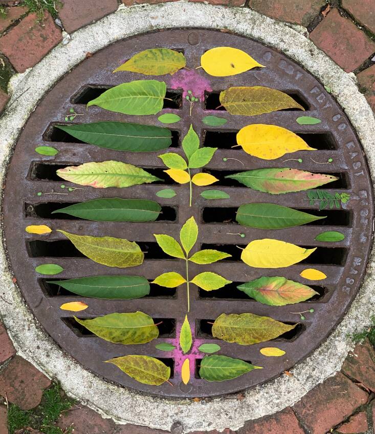 I return home to Boston often, and on one of my visits, I gave this drain outside Harvard&#8\2\17;s Loeb theater a temporary tattoo. I had Enrique with me, and as I worked, leash in one hand, matinee goers streamed out during intermission. As usual, I carried on and so did they.