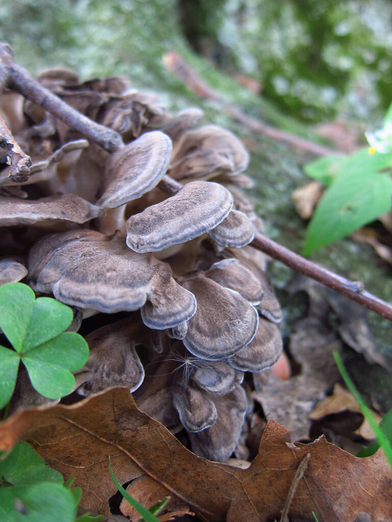 Maitake The Expensive Mushroom You Can Forage for Free Gardenista