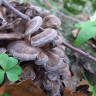 Maitake: The Expensive Mushroom You Can Forage for Free