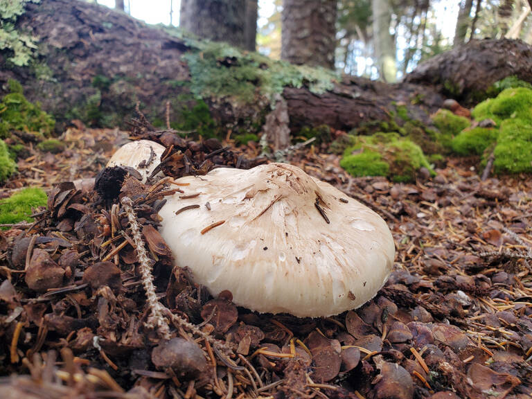 Matsutake The SoughtAfter Pine Mushroom (and Its Lookalikes) Gardenista