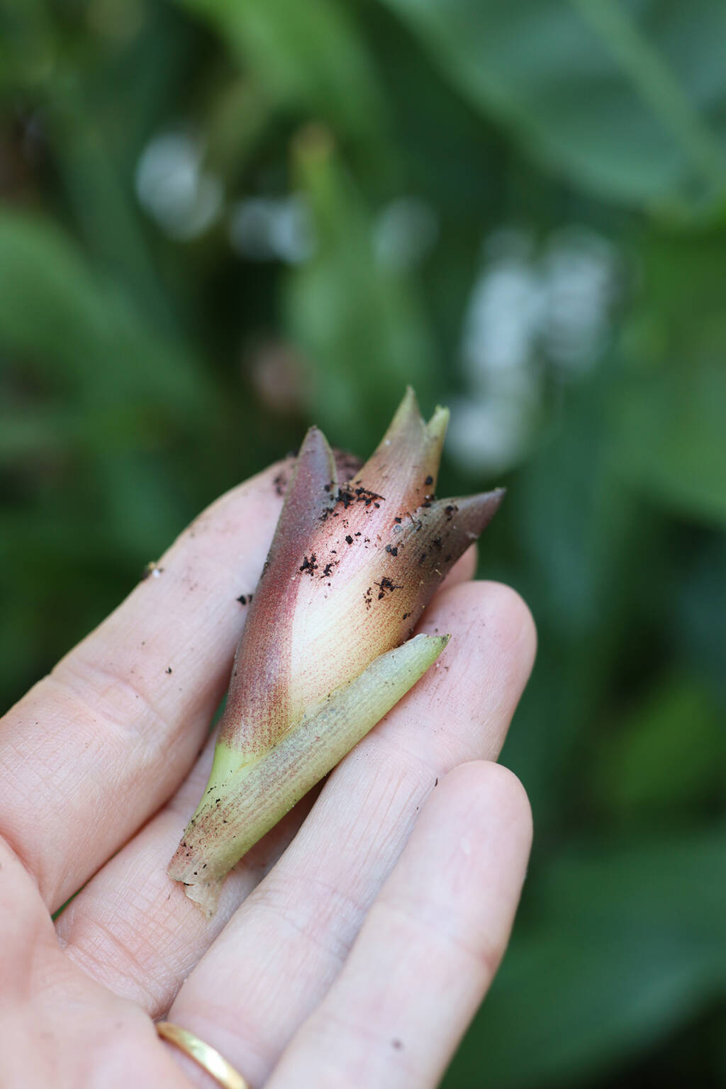 Myoga Buds How to Grow the Autumn Asian Delicacy Gardenista