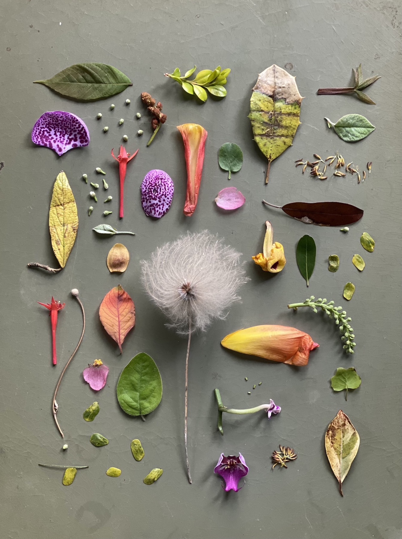 Dog Walk Diary: Margot Guralnick Makes Botanical Art from Leaves found ...
