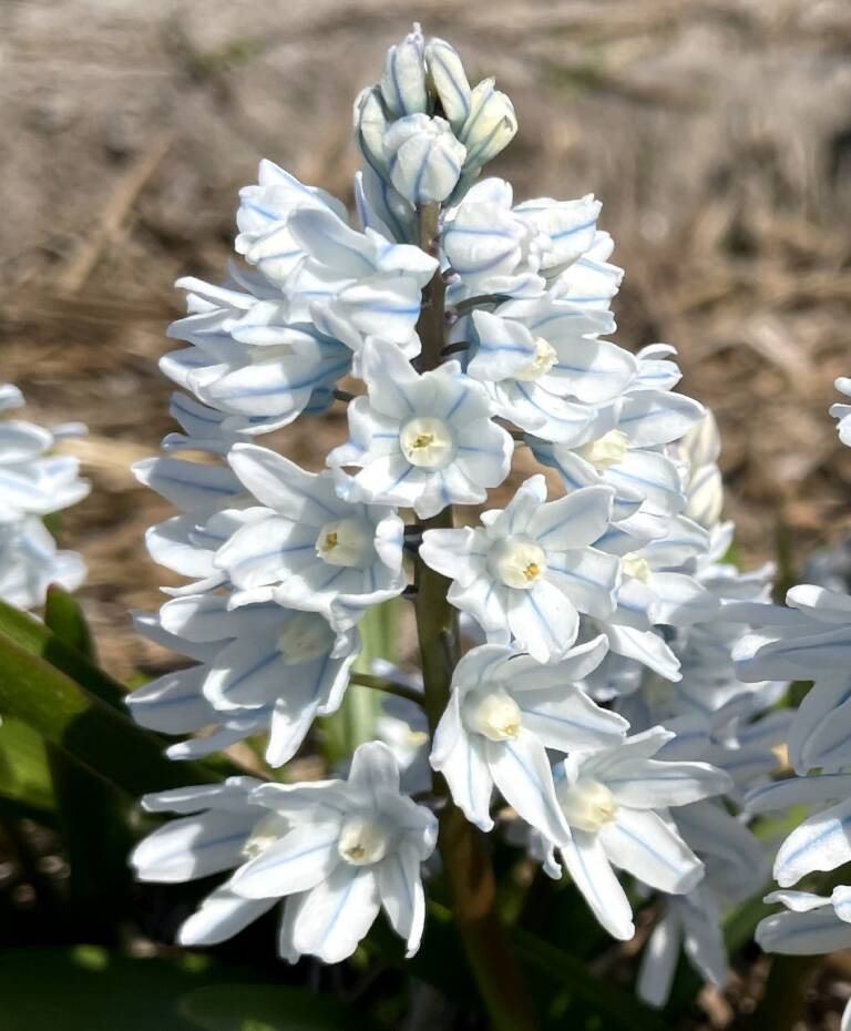 My Blue Heaven 7 Favorite Bulbs to Plant Now for Blue Flowers in the