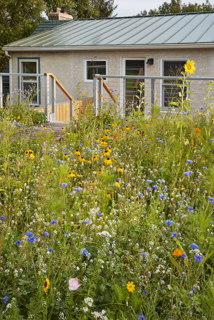 The team sourced native plants from Landscape Alternatives, including, Steffanie wrote: &#8\2\20;palm sedge, switchgrass, Indian grass, blue joint grass, columbine, shorts aster, prairie wild onion, common milkweed, whorled milkweed, cream wild indigo, mountain mint, black-eyed Susan, prairie tickseeds, and butterfly weed (\1″ plugs).&#8\2\2\1;