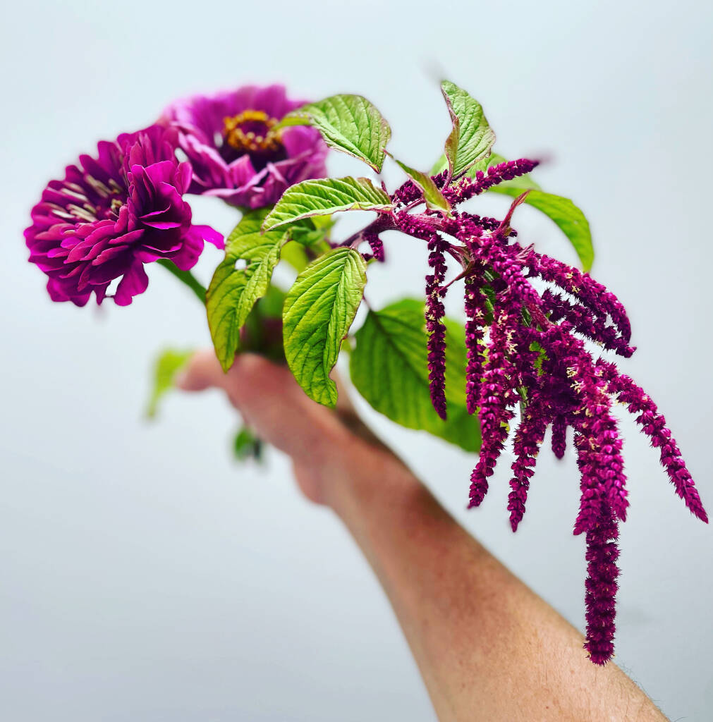 Gardening 101: Amaranth - Gardenista