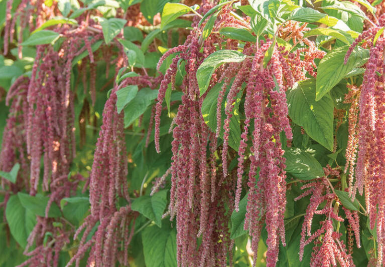 Our Most Recent Posts Page 2 of 159 Gardenista