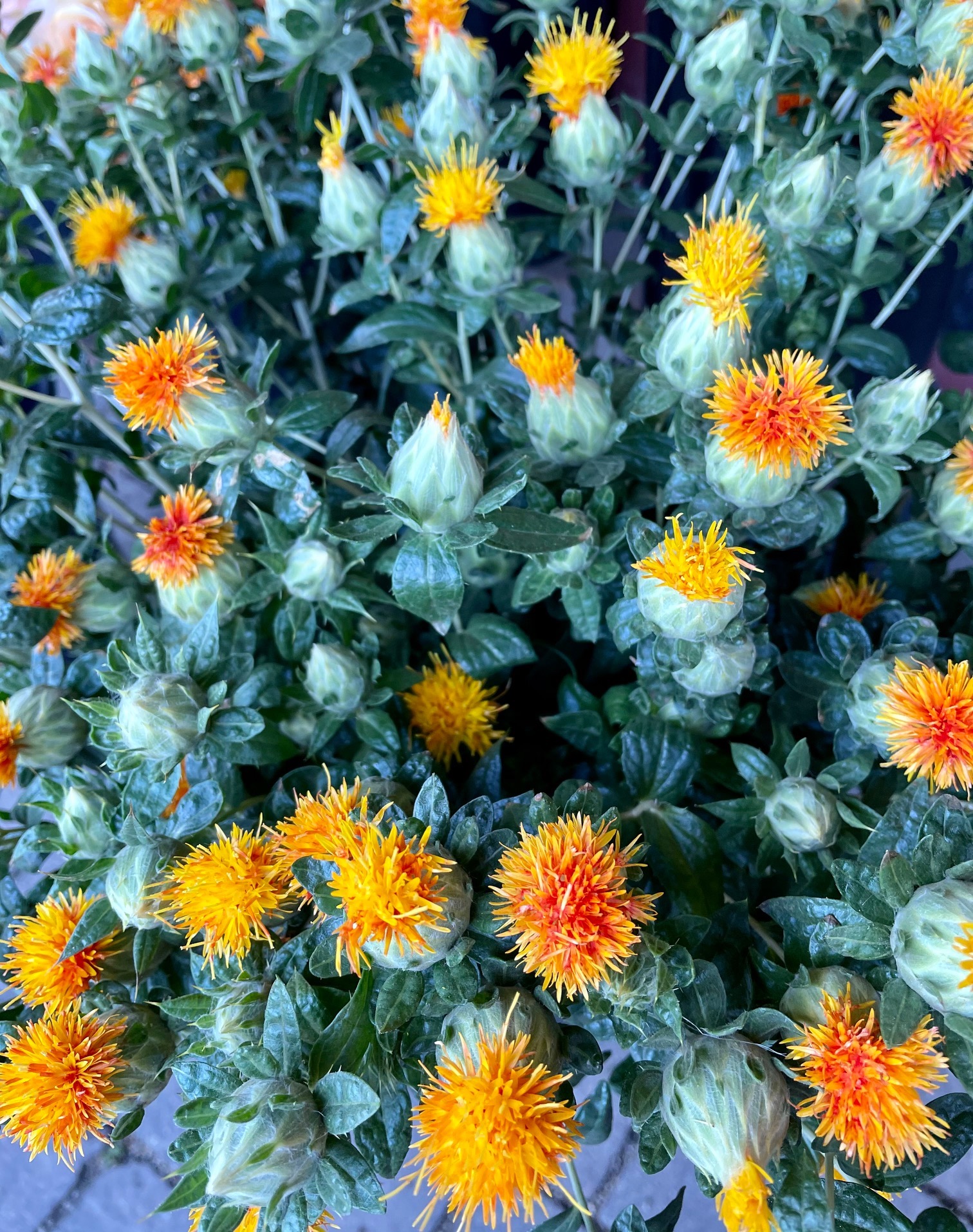 safflower sneakers