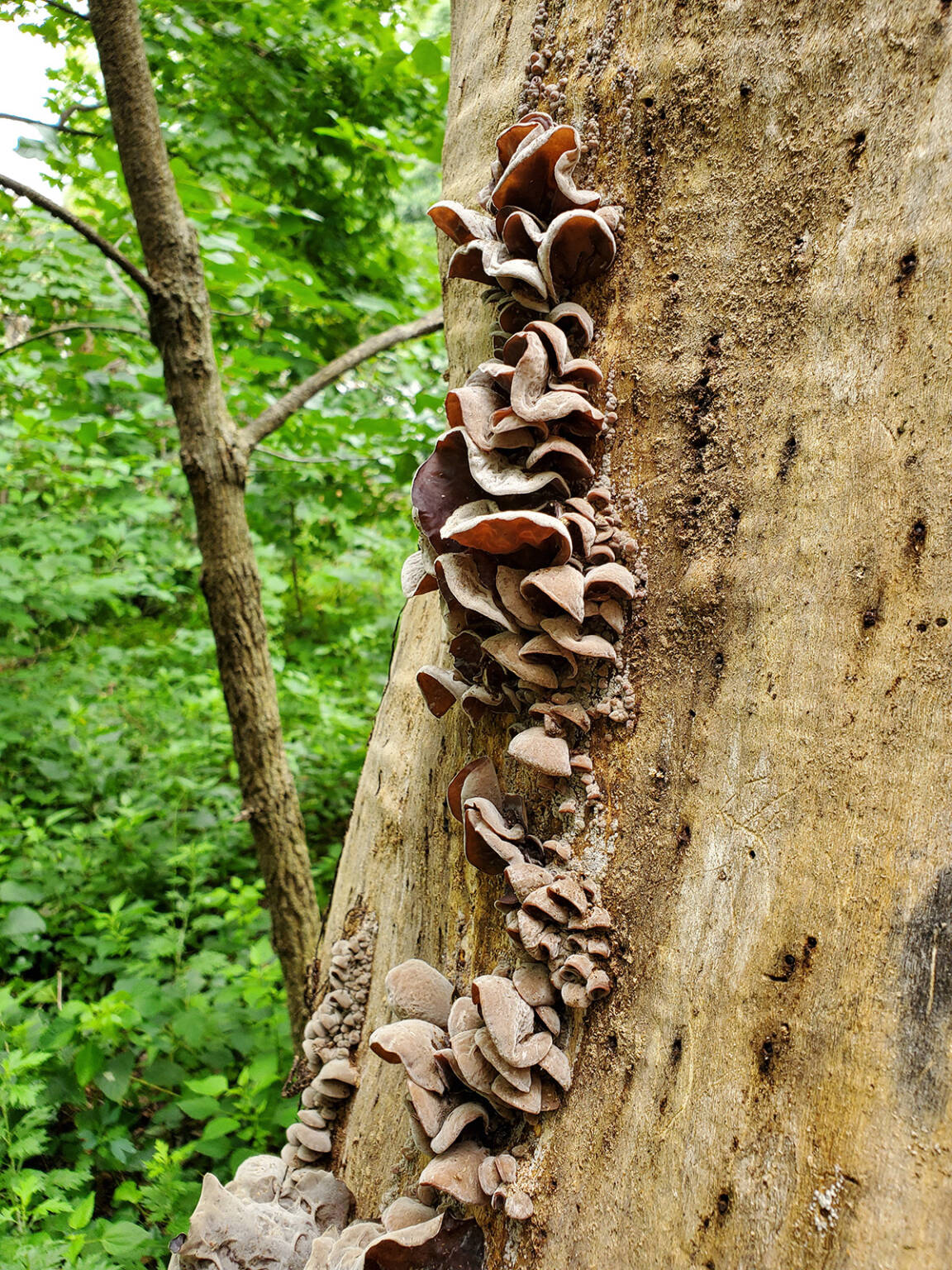 Wood Ear Mushrooms A Delicate Treat Gardenista