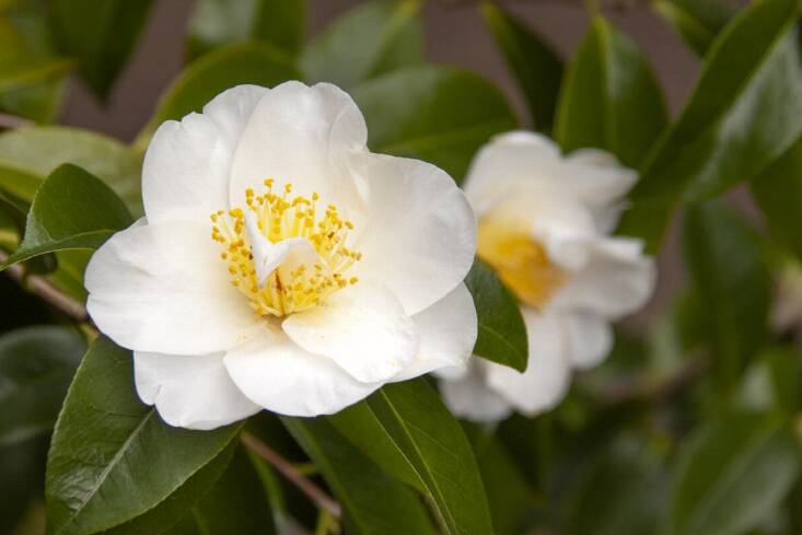 Photograph of Camellia japonica &#8\2\16;Silver Waves&#8\2\17; via Monrovia.