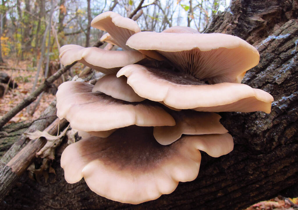 Winter Oyster Mushrooms A Forageable Succulent Treat Gardenista