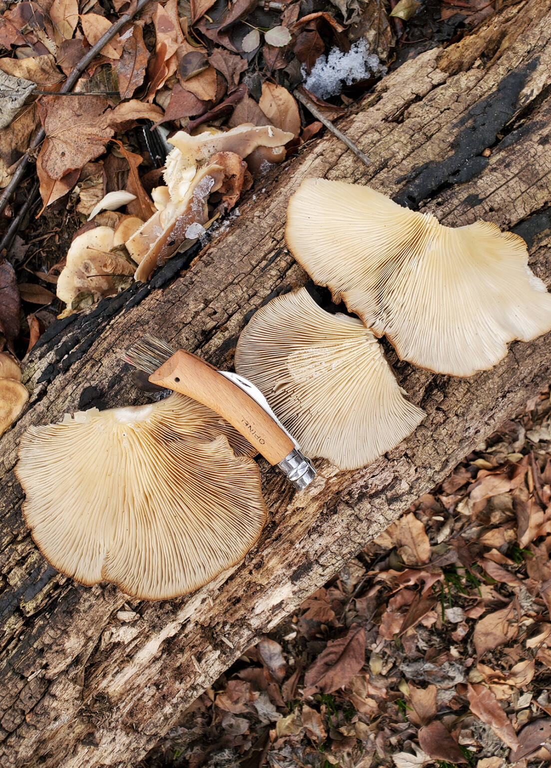 Winter Oyster Mushrooms A Forageable Succulent Treat Gardenista