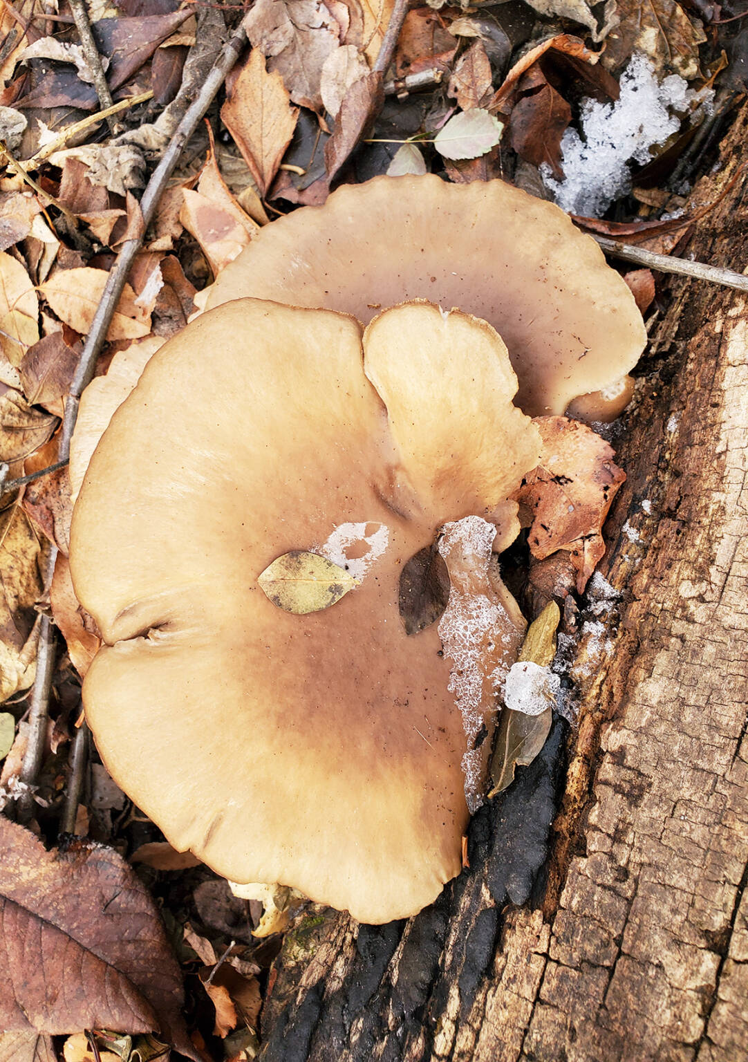 Winter Oyster Mushrooms A Forageable Succulent Treat Gardenista