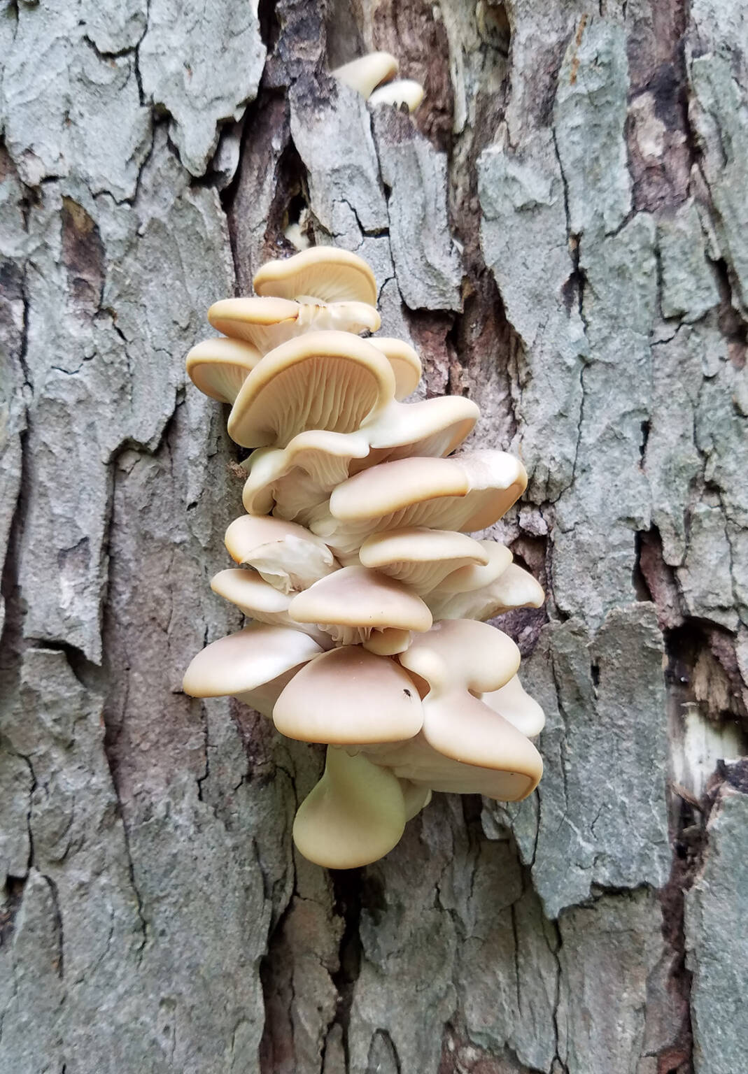 Winter Oyster Mushrooms A Forageable Succulent Treat Gardenista