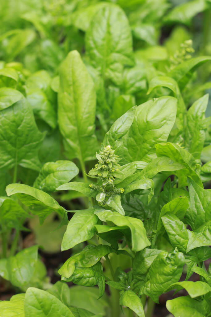 Make the Most of Your Greens A Recipe for Leafballs Gardenista